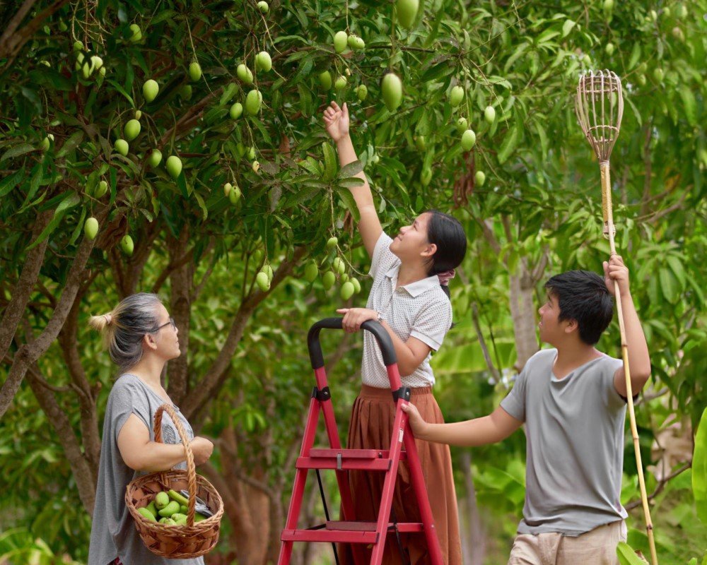 Lush mango farm orchard
